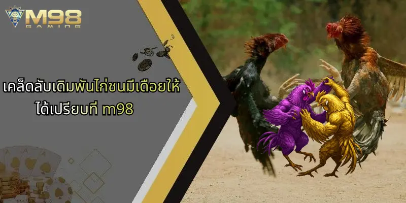 เคล็ดลับเดิมพันไก่ชนมีเดือยให้ได้เปรียบที่ m98